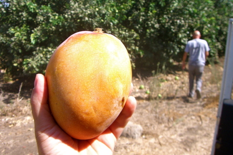 Freshly liberated mango near the Sea of Galilee 