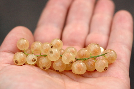 The white currants come in for their close-up