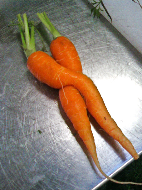 Carrotlove