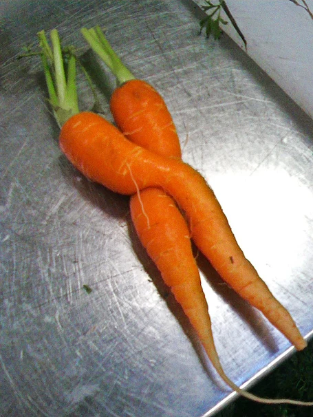 Carrot Love
