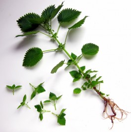 Stinging nettles, young and old