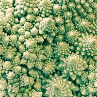 Romanesco