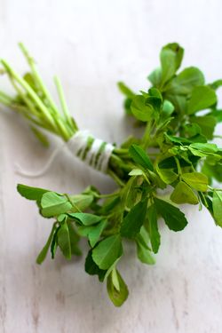 Fenugreek