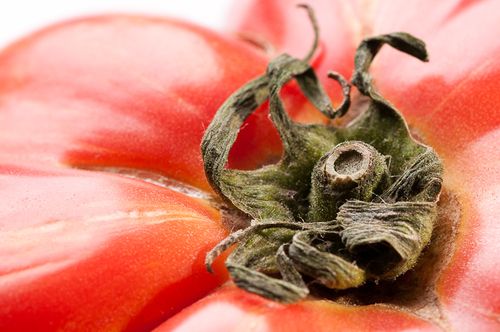 Vintage Wine Heirloom Tomato Extreme Closeup