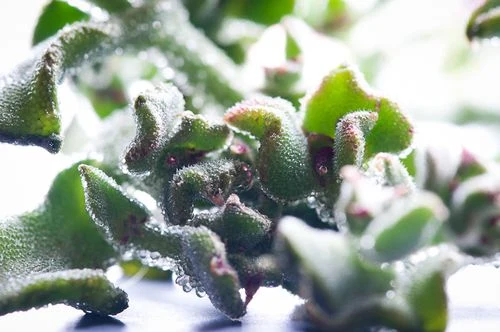 Ficoide Glaciale (A Type of Ice Plant) - Wordless Wednesday Two